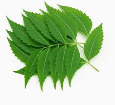Zaika Neem Leaf 60g