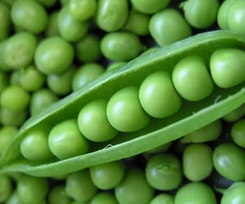 Garden Peas