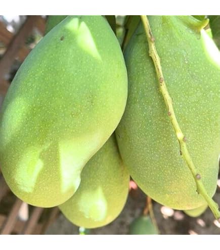 Green Mango