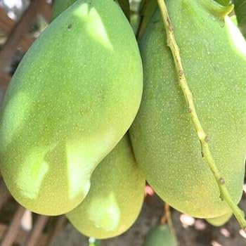 Green Mango