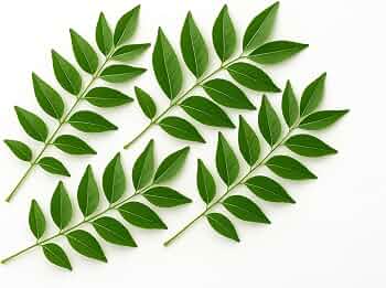 Neem Leaves