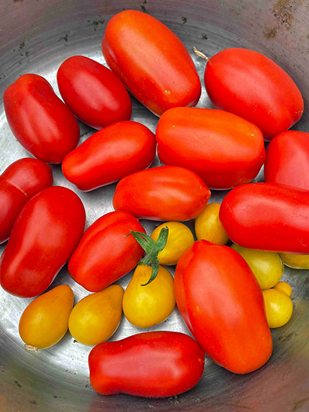 Tomatoes Roman
