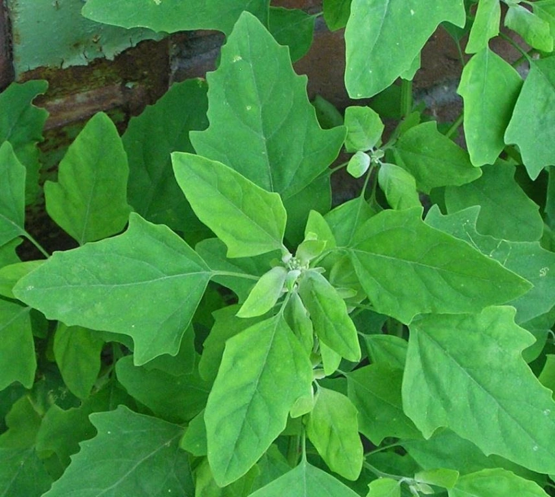 Bathua (per bunch)